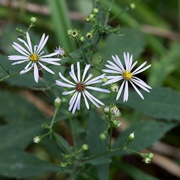 Symphyotrichum prenanthoides (crookedstem aster)